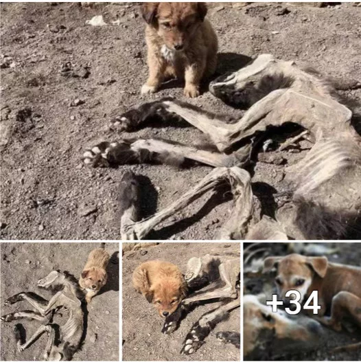 Puppy does not know that his mother is gone, every day he looks for food to take to his mother’s body